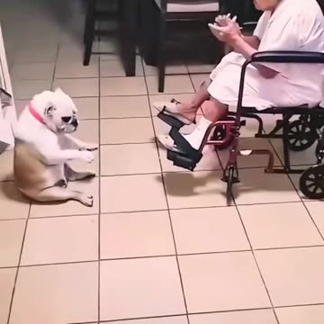 When Dogs JAM with Their Owners