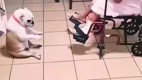 When Dogs JAM with Their Owners