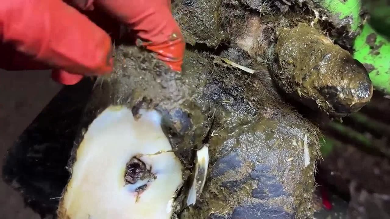 Tritment of cow