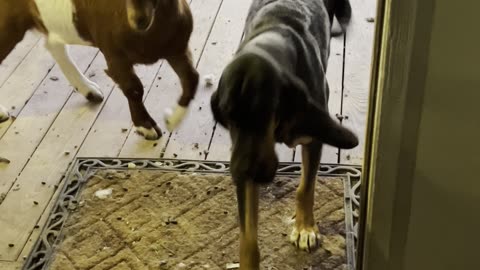 Dog Learns to Open Front Door and Goat Walks Inside