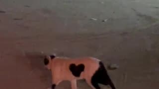 This cat will bring you happiness (Read caption)