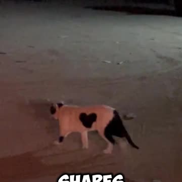 This cat will bring you happiness (Read caption)