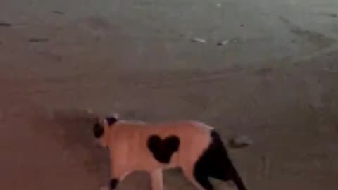 This cat will bring you happiness (Read caption)