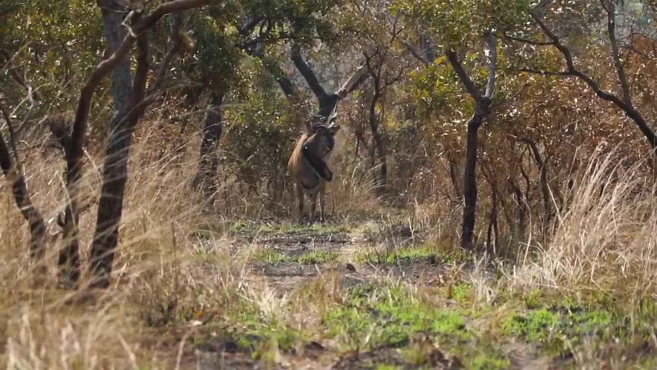 Lord Derby Eland - Saving Giants - Official Trailer - 4K