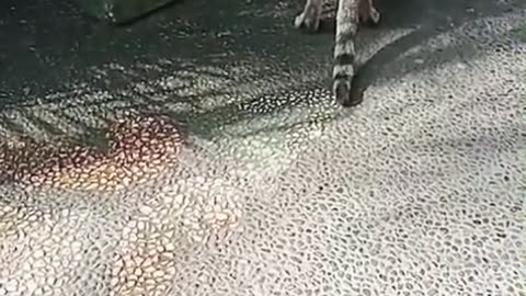 Stray Cat Asks for Water… House Cat Says “Say Thanks to My Human!” 😂🐱