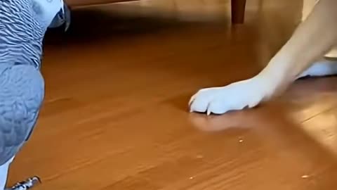 Parrot prank with dog
