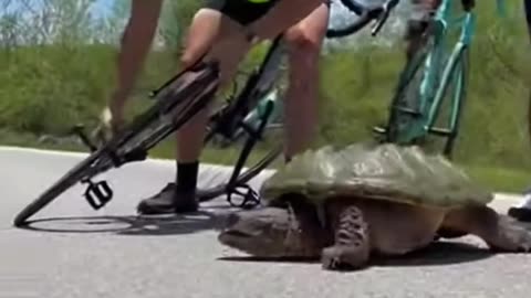 Turtle Highway Rescue