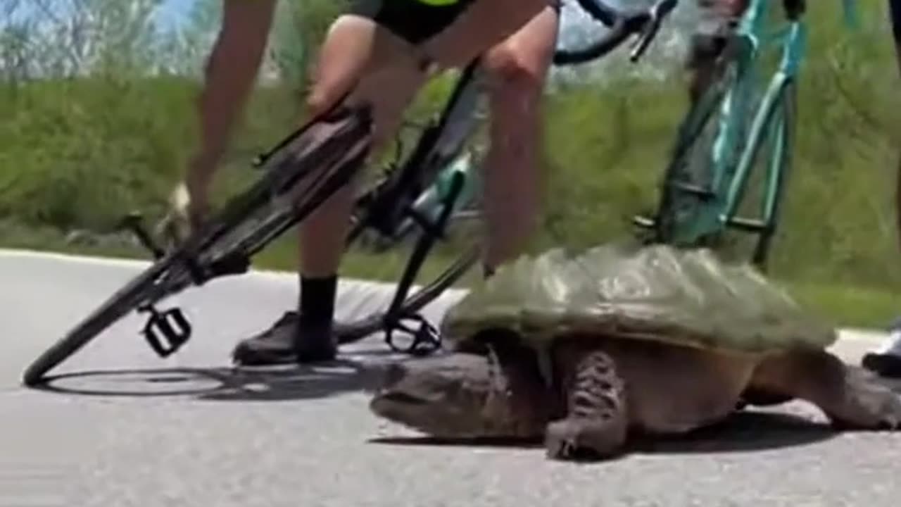 Turtle Highway Rescue