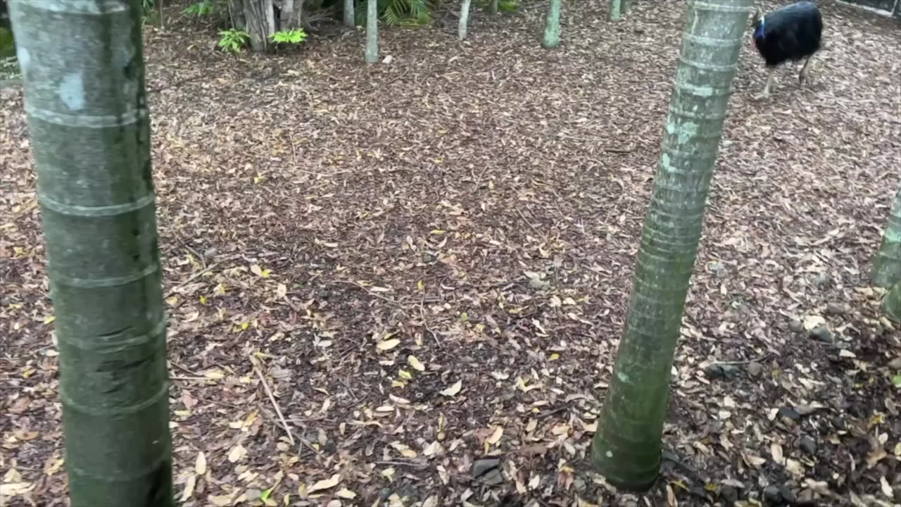 Private Tour Of Australia's BEST Zoo!