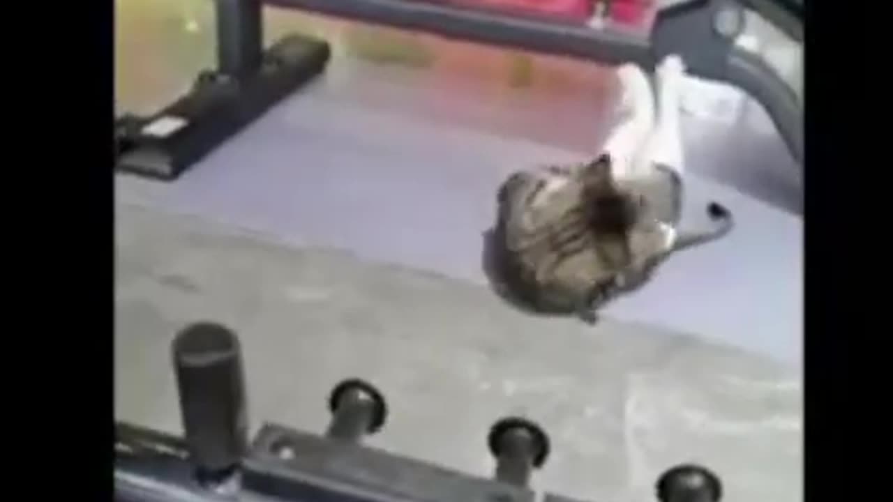Funny Dogs and Cats