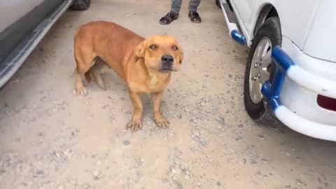 Dog's Comedy Videos 🤣 so cute videos 😍