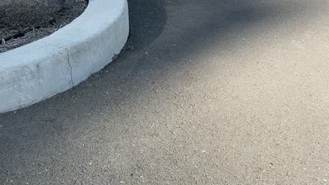Stray Kitten Runs To Meowing Person