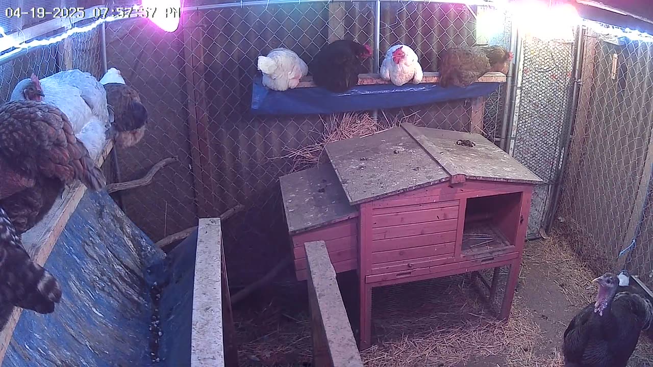 Saturday Night Perch Up Cam1