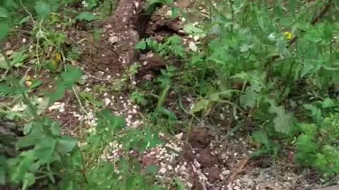 Andria: c'è un albero in bilico e parzialmente sradicato sul viale per Castel del Monte