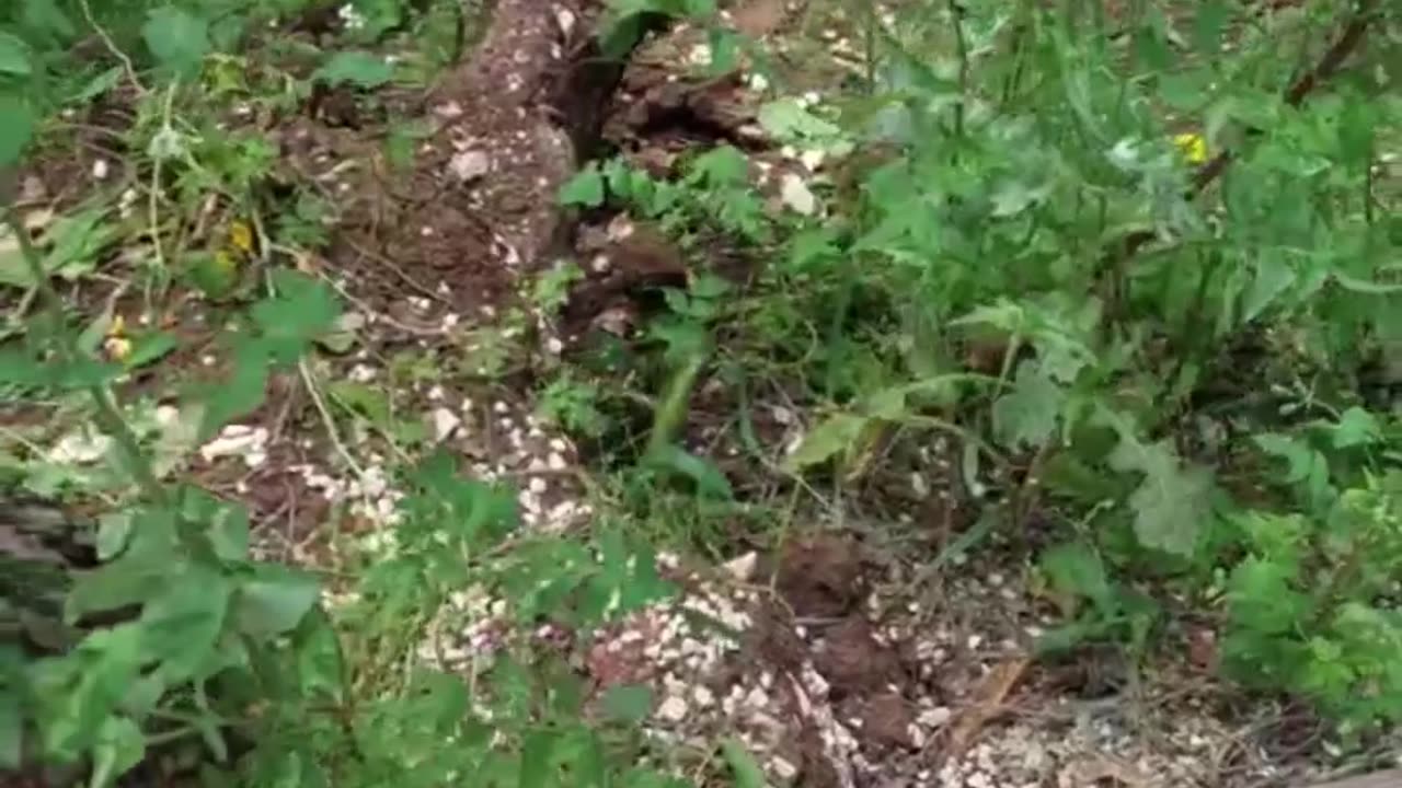 Andria: c'è un albero in bilico e parzialmente sradicato sul viale per Castel del Monte
