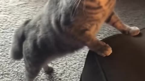 Disciplining A Cat Requires More Patience! Take Note Of These Few Things!