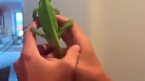 For this reason you should have a chameleon as a pet