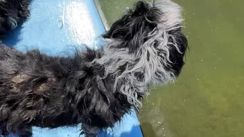 Surfing the Pond with a couple fur babies. cartercountrymeats.com