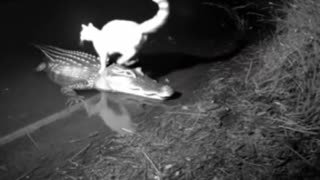 POV Your Uber is a Gator
