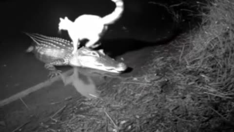 POV Your Uber is a Gator
