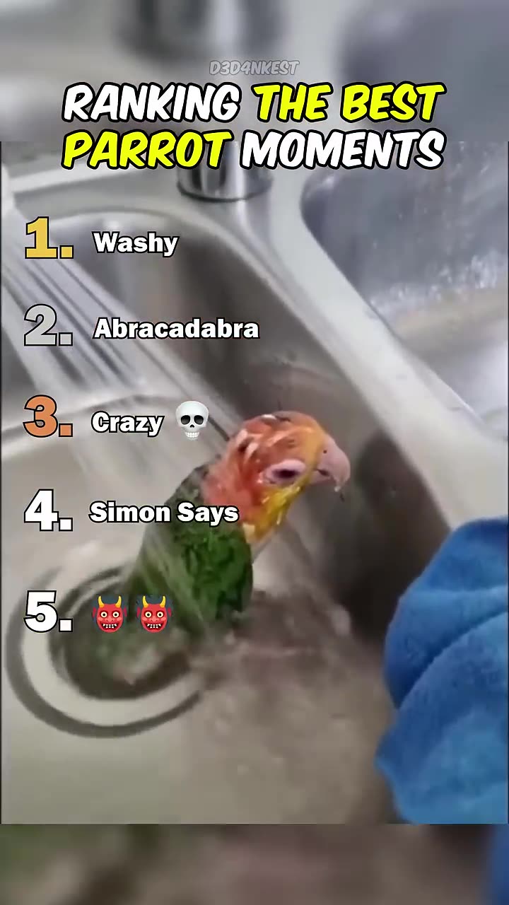 📹 Ranking The Best Parrot Moments