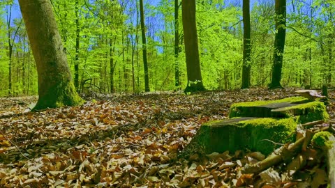Green Radio: 24/7 Concert of Birds and Nature Sounds