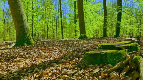 Green Radio: 24/7 Concert of Birds and Nature Sounds