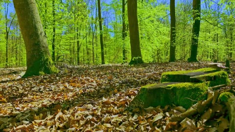 Green Radio: 24/7 Concert of Birds and Nature Sounds