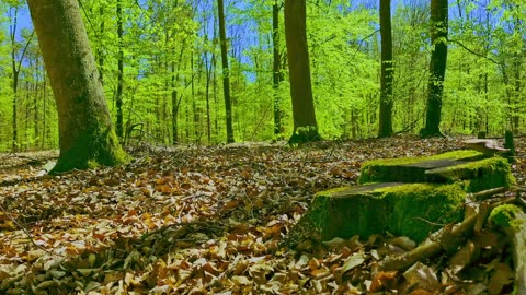 Green Radio: 24/7 Concert of Birds and Nature Sounds