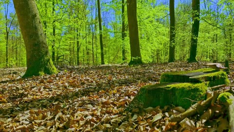 Green Radio: 24/7 Concert of Birds and Nature Sounds