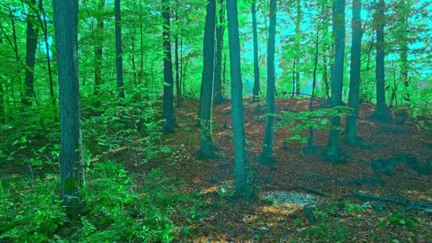 Green Radio: 24/7 Concert of Birds and Nature Sounds