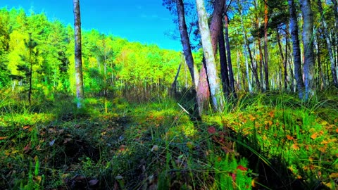 Green Radio: 24/7 Concert of Birds and Nature Sounds