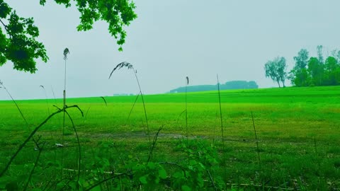 Green Radio: 24/7 Concert of Birds and Nature Sounds