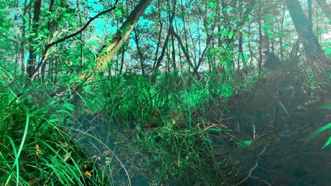 Green Radio: 24/7 Concert of Birds and Nature Sounds
