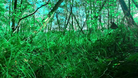 Green Radio: 24/7 Concert of Birds and Nature Sounds