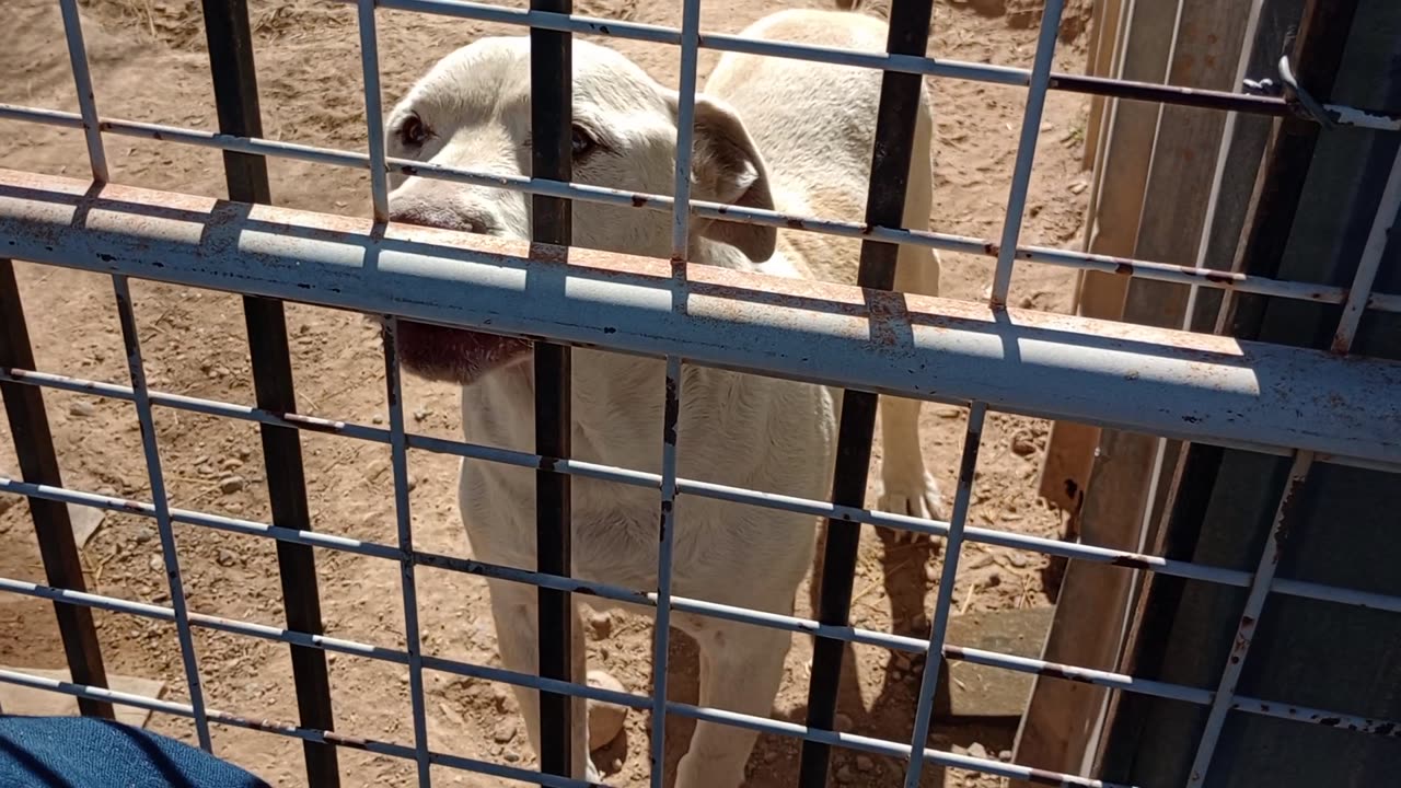 Feeding one of our family doggies Hoping my companionship is most preferred than yummies20250211