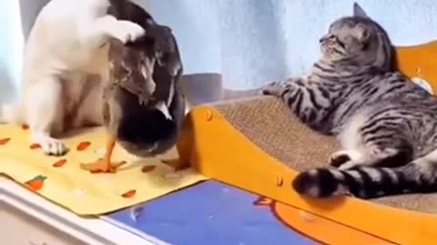 Funny Doggs Animal
