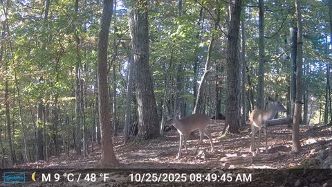 The Woods – 10/25/2025