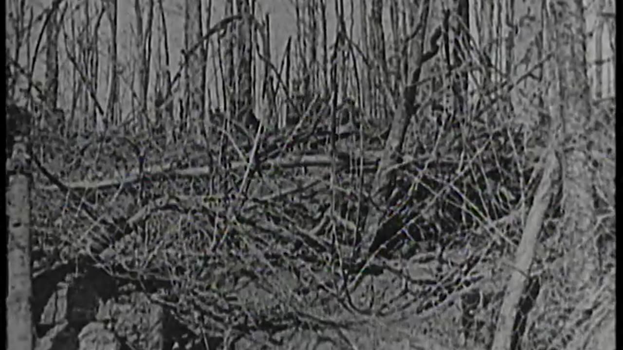 [STOCK NEWSREEL EXCERPTS] - [STOCK NEWSREEL EXCERPTS] - cbs-cbswwi-387
