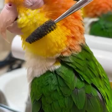 Bird brush