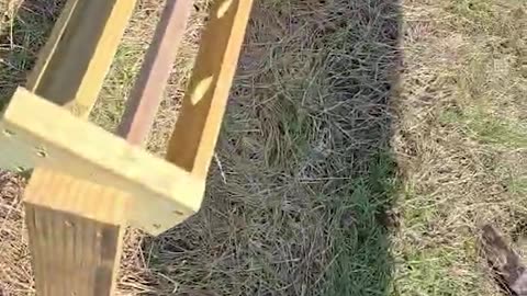 Eight Orphaned Fawns