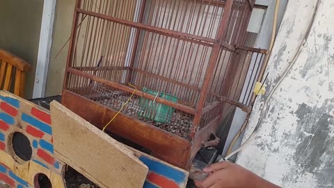 Basic Hygiene and Cleaning for Your Pigeon Loft