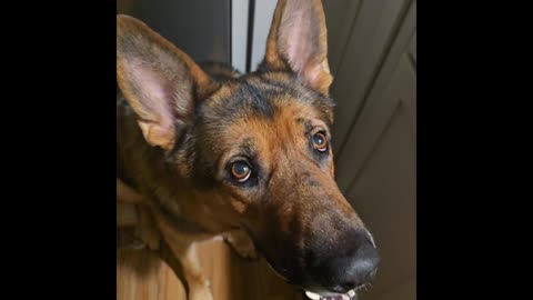 Virgil german shepherd.