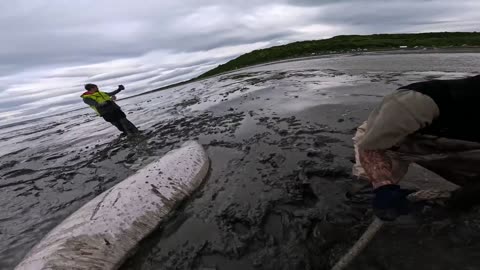 🧭✨ Incredible Rescue of Stranded Beluga Whale! You Won't Believe How They Saved It | FeedMyCuriosity