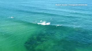 Man dies after shark attack at Sydney beach