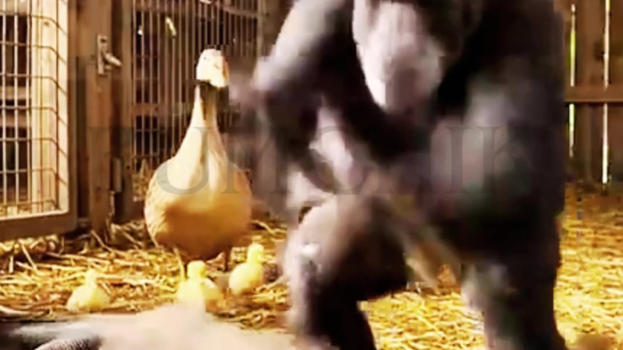 Unbelievable! Chimp Protects Ducks from Giant Predato