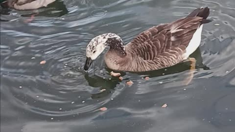 Hybrid goose