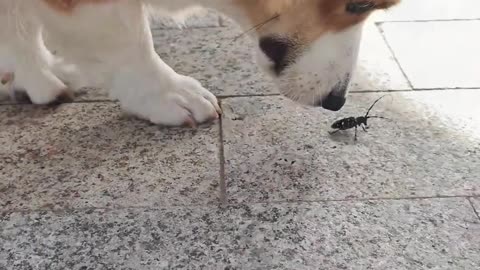 pee at the drop of a hat