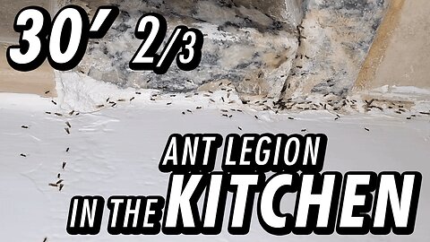 ASMR | Imagine if these tiny dudes could help doing meals | Ants mating - 30' 2/3