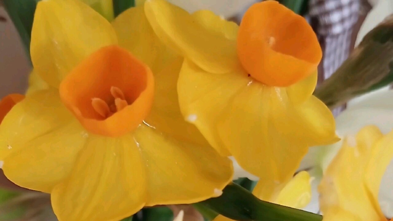 Fun facts about the Daffodil